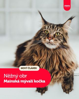 🐈 Už jste měli tu čest s mainskou mývalí? Pokud ano, pak vás určitě na první pohled zaujala velikost této kočky. A není...
